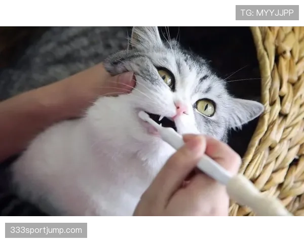 掌敏洁家的猫都比我们活得精致 掌敏洁家的猫都比我们活得精致